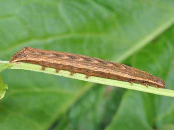  Chenille de Dypterygia scabriuscula L. - Philippe Mothiron