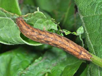  Chenille de Dypterygia scabriuscula L. - Philippe Mothiron