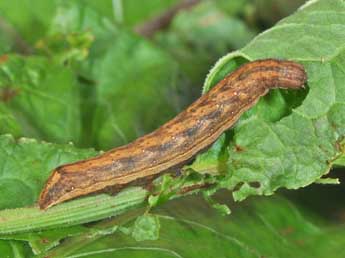  Chenille de Dypterygia scabriuscula L. - Philippe Mothiron