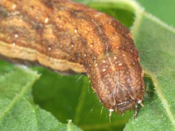  Chenille de Dypterygia scabriuscula L. - Philippe Mothiron