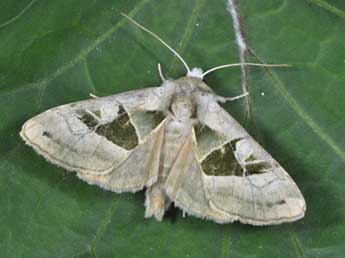 Phlogophora scita Hb. adulte - Philippe Mothiron