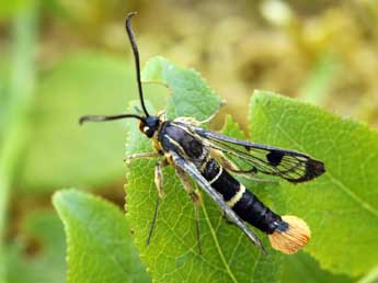 Synanthedon scoliaeformis Bkh. adulte - ©Daniel Morel