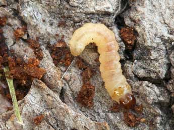  Chenille de Synanthedon scoliaeformis Bkh. - Daniel Morel