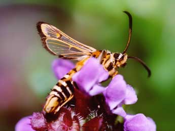 Bembecia scopigera Scop. adulte - ©Daniel Morel