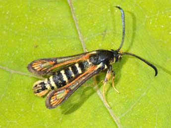 Bembecia scopigera Scop. adulte - Philippe Mothiron