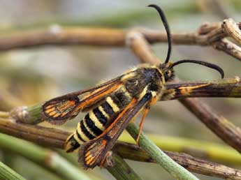 Bembecia scopigera Scop. adulte - ©Daniel Morel