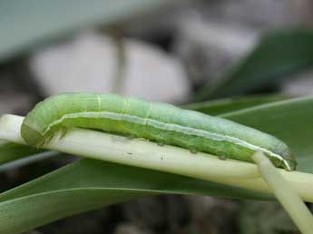  Chenille de Cleoceris scoriacea Esp. - ©Emmanuel Ruiz