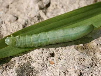  Chenille de Cleoceris scoriacea Esp. - ©Emmanuel Ruiz