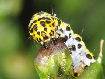  Chenille de Cucullia scrophulariae D. & S. - ©Philippe Mothiron