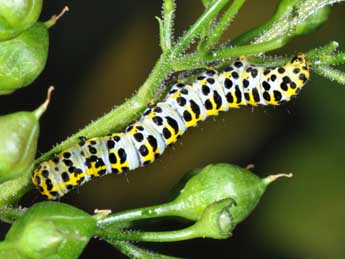  Chenille de Cucullia scrophulariae D. & S. - ©Philippe Mothiron