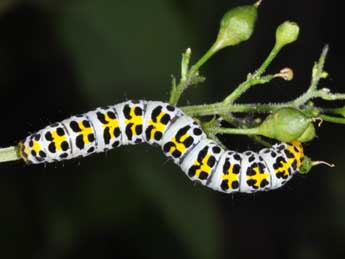  Chenille de Cucullia scrophulariae D. & S. - Philippe Mothiron