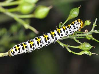  Chenille de Cucullia scrophulariae D. & S. - ©Philippe Mothiron