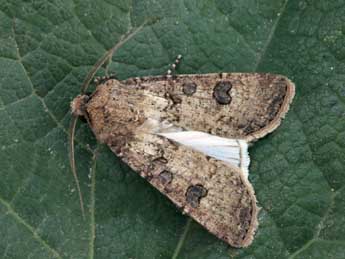 Agrotis segetum D. & S. adulte - ©Daniel Morel