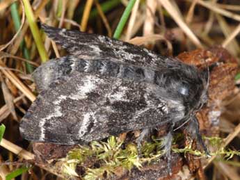 Gynaephora selenitica Esp. adulte - Wolfgang Wagner, www.pyrgus.de