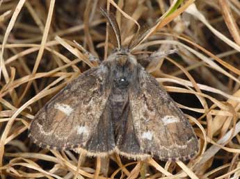 Gynaephora selenitica Esp. adulte - Wolfgang Wagner, www.pyrgus.de