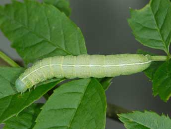  Chenille de Lithophane semibrunnea Hw. - ©Samuel Ducept