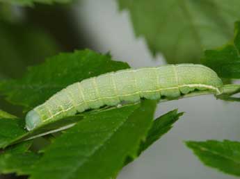  Chenille de Lithophane semibrunnea Hw. - ©Samuel Ducept