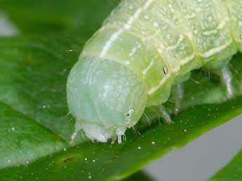  Chenille de Lithophane semibrunnea Hw. - ©Samuel Ducept