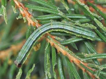  Chenille de Macaria signaria Hb. - ©Philippe Mothiron