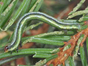  Chenille de Macaria signaria Hb. - ©Philippe Mothiron