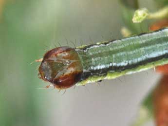  Chenille de Macaria signaria Hb. - ©Philippe Mothiron