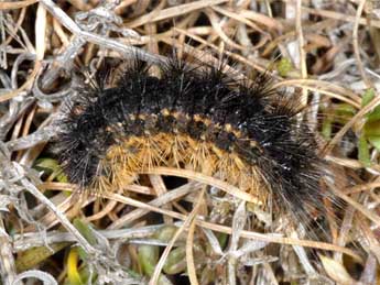  Chenille de Chelis simplonica Bsdv. - ©Wolfgang Wagner, www.pyrgus.de