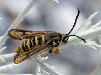 Bembecia astragali J. Joan. adulte - Daniel Morel