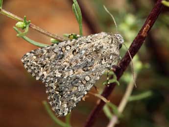 Cardepia sociabilis Grasl. adulte - ©Daniel Morel