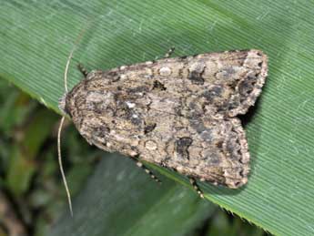 Anarta sodae Bsdv. adulte - ©Philippe Mothiron