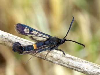 Synanthedon soffneri Spatenka adulte - ©Daniel Morel