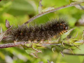  Chenille de Diaphora sordida Hb. - ©Michel Billard