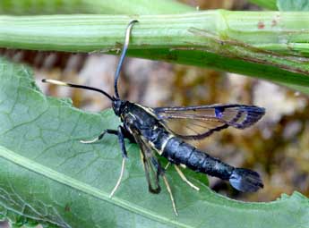 Synanthedon spheciformis D. & S. adulte - Daniel Morel