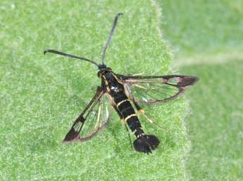 Synanthedon spuleri Fuchs adulte - ©Philippe Mothiron