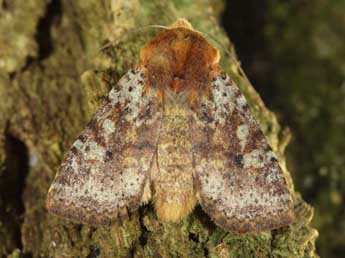 Conistra staudingeri Grasl. adulte - ©Jean Haxaire