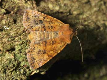 Conistra staudingeri Grasl. adulte - ©Jean Haxaire