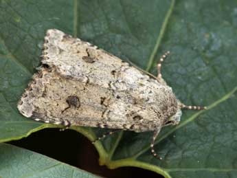 Anarta stigmosa Christoph adulte - ©Daniel Morel