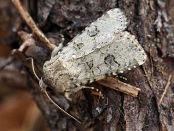 Anarta stigmosa Christoph adulte - ©Daniel Morel