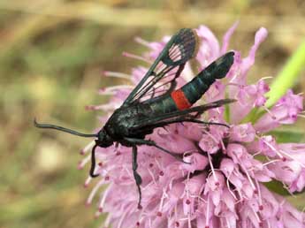 Synanthedon stomoxiformis Hb. adulte - Daniel Morel