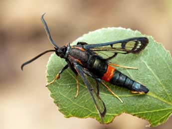 Synanthedon stomoxiformis Hb. adulte - ©Daniel Morel