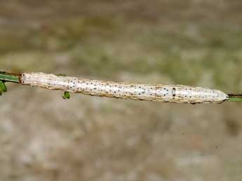  Chenille de Perconia strigillaria Hb. - ©Lionel Taurand