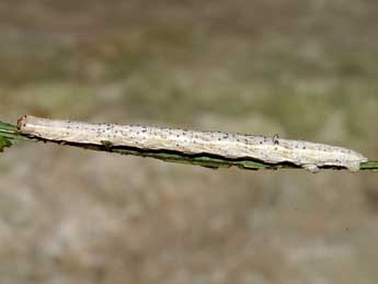  Chenille de Perconia strigillaria Hb. - Lionel Taurand