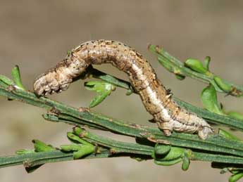  Chenille de Perconia strigillaria Hb. - Lionel Taurand