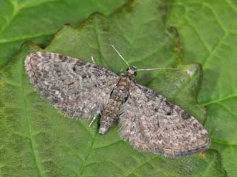 Eupithecia subfuscata Hw. adulte - Philippe Mothiron