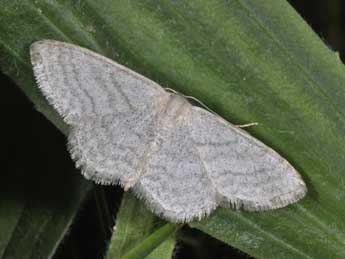 Idaea subsericeata Hw. adulte - ©Philippe Mothiron