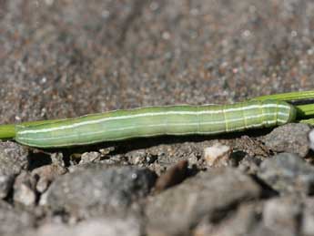  Chenille de Antitype suda Gey. - ©Emmanuel Ruiz