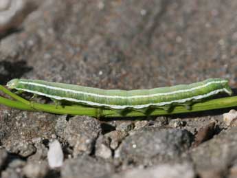  Chenille de Antitype suda Gey. - ©Emmanuel Ruiz