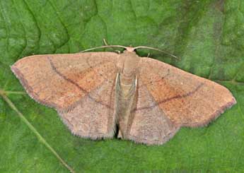 Cyclophora suppunctaria Z. adulte - Philippe Mothiron