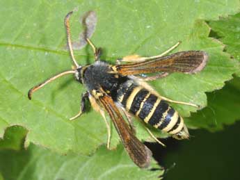 Paranthrene tabaniformis Rott. adulte - Philippe Mothiron