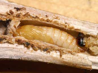  Chrysalide de Paranthrene tabaniformis Rott. - Lionel Taurand