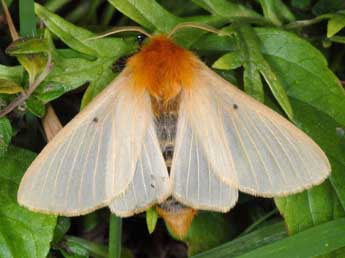 Lemonia taraxaci D. & S. adulte - ©Wolfgang Wagner, www.pyrgus.de